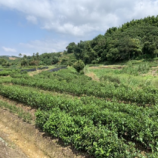 饶平县 海底捞针单丛茶树苗 凤凰单丛茶苗品种海底捞针