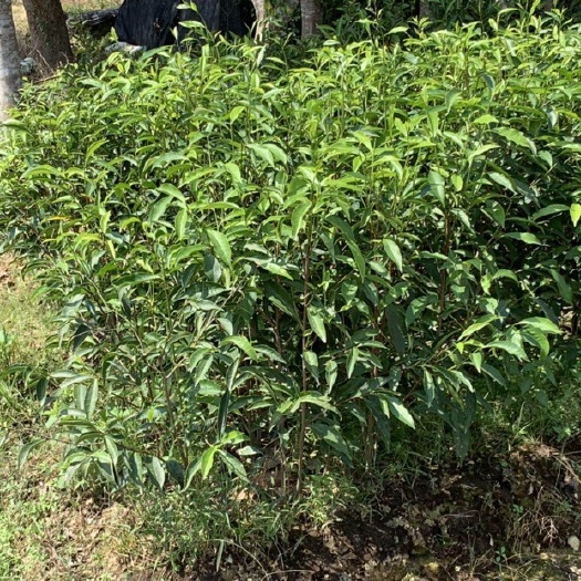 饶平县 鲫鱼叶单丛茶苗 品种鲫鱼叶单丛茶苗 凤凰单丛茶苗