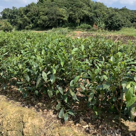 饶平县凤凰单丛茶苗 鸭屎香品种单丛茶树苗 鸭屎香茶苗 凤凰单丛鸭屎香苗