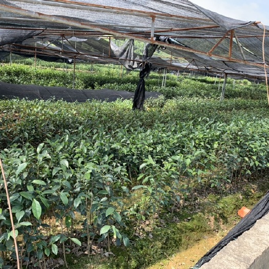 饶平县凤凰单丛茶苗 蛤古捞单丛茶苗 凤凰单丛茶树苗 蛤古捞品种