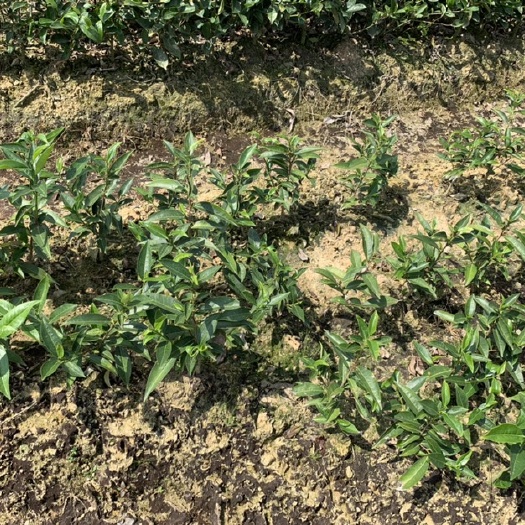 饶平县凤凰单丛茶苗 姜母香单丛茶苗 凤凰单丛茶树苗 姜母香单丛茶苗