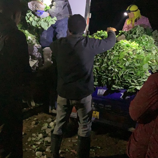 甘谷县草莓苗 20~30公分 地栽苗 