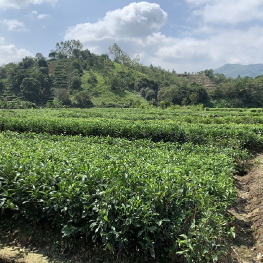 饶平县 碑头 陂头单丛茶苗 凤凰单丛茶苗 陂头品种