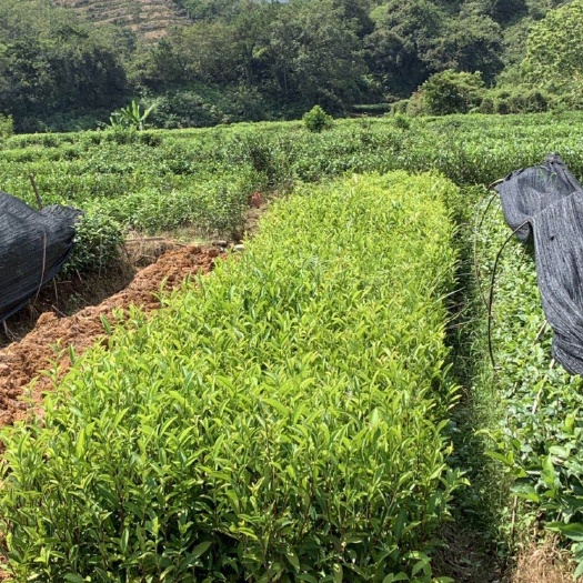 饶平县 白叶单丛茶苗 蜜兰香单丛茶树苗 凤凰单丛茶苗蜜兰香品种