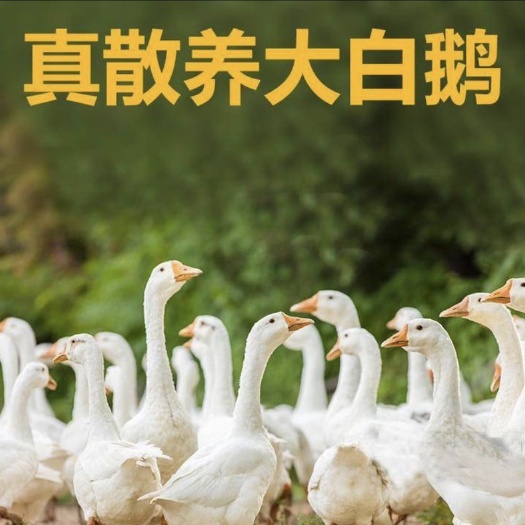 大三花鵝  大白鵝