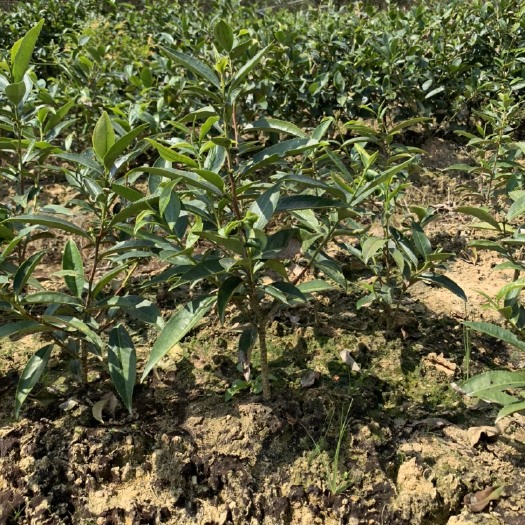 饶平县 柚花香单丛茶树苗 凤凰单丛茶苗 柚花香品种