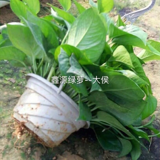 开平市绿萝