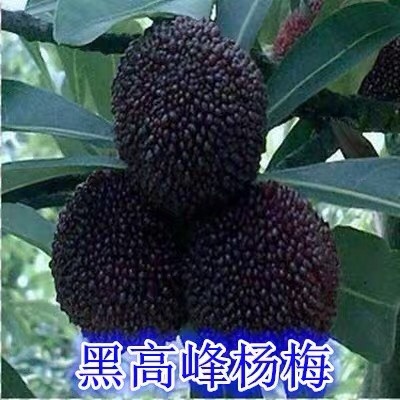 洪江市大黑炭杨梅树苗  产地直销