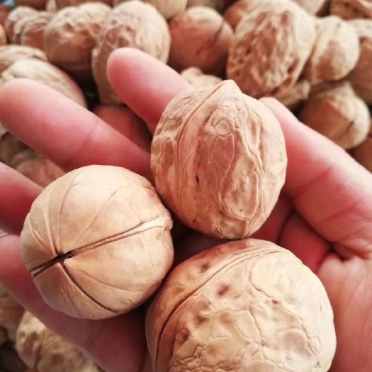 成都 厂家直销新疆薄皮核桃跑江湖10元纸皮核桃散装展销会热卖地摊核