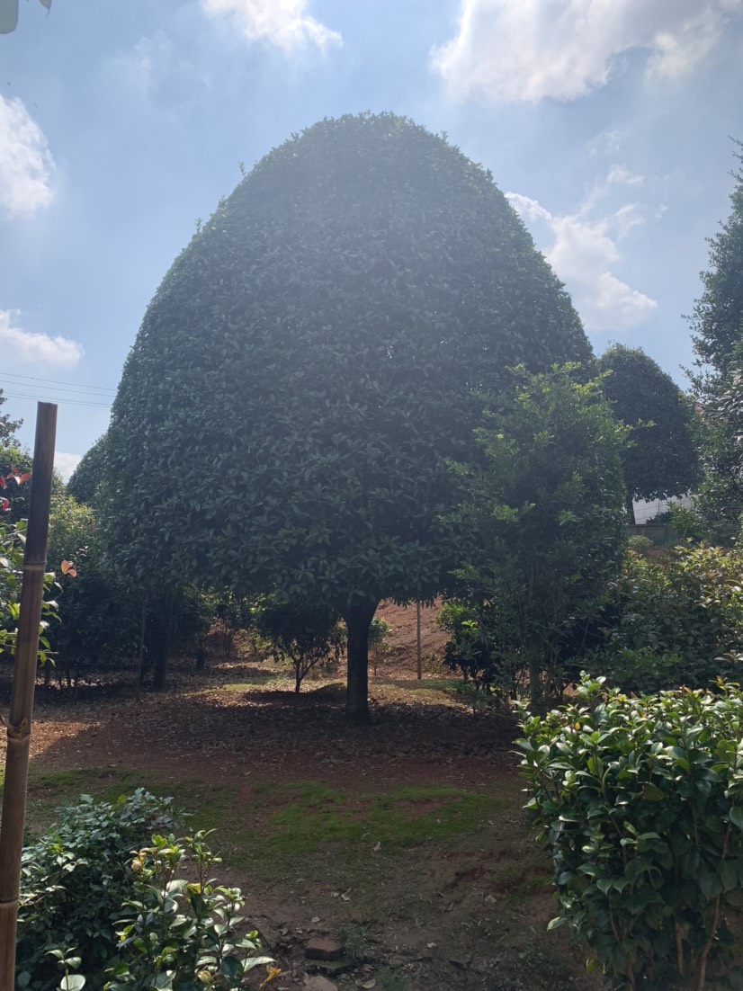 长沙县丹桂  6米左右冠幅桂花树，高度约7米