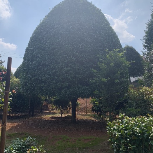 丹桂  6米左右冠幅桂花树，高度约7米