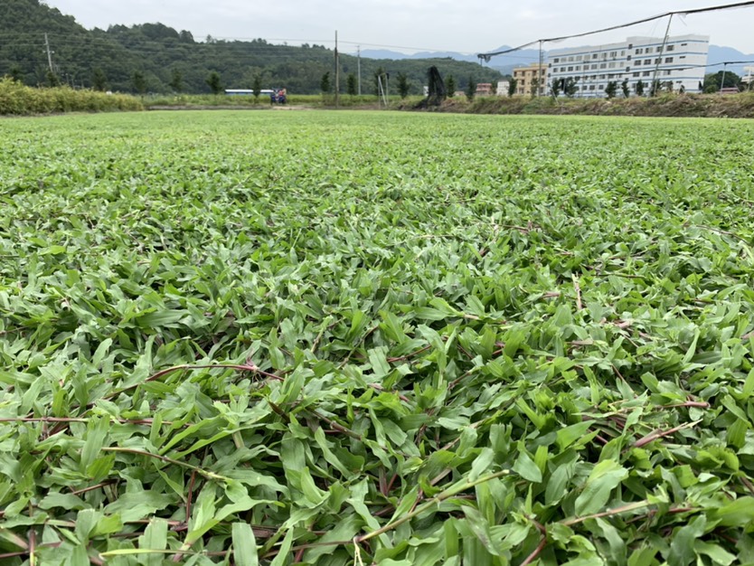 大叶油草花期图片