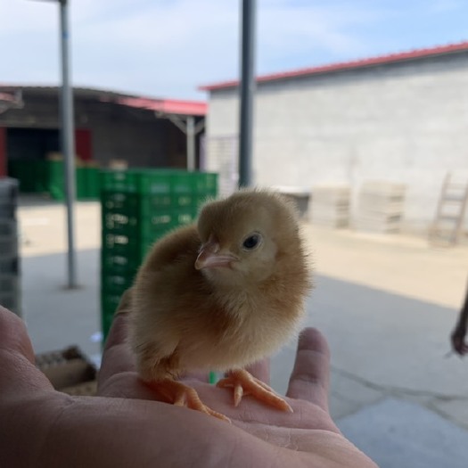 汶上县三黄鸡苗 公 