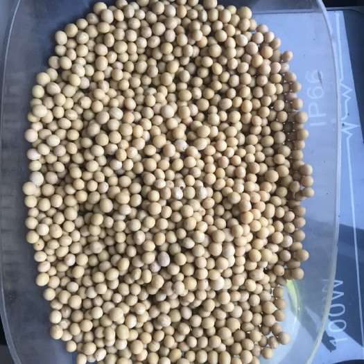 嫩江市黑龙江大豆  水份13.5蛋白40