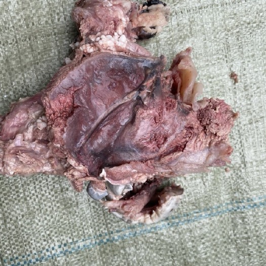 连云港牛头肉 牛腮肉 牛头上的瘦肉蛋