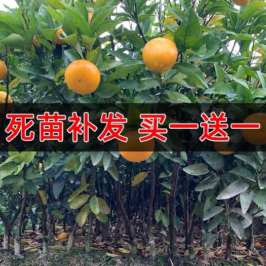 洪江市椪柑苗  基地直销、量大优惠