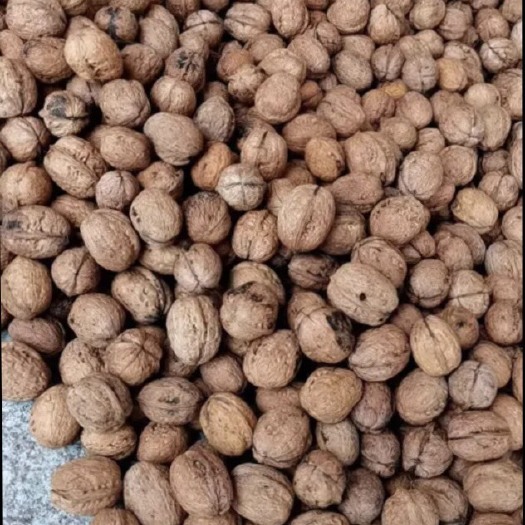 西和县 薄皮核桃大量有货，价格实惠。