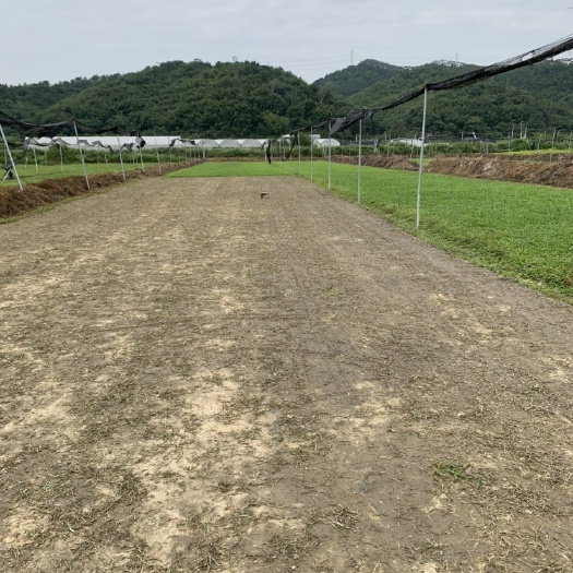 四会市大叶油草 
