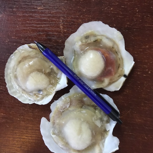 广州白贝 元贝，半壳质量非常好