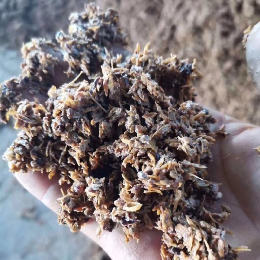 正定县湿酒糟，高粱，玉米，含粱高