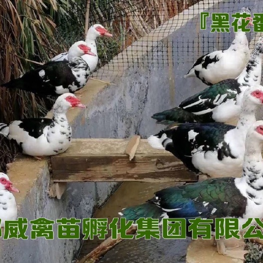贵阳半番鸭苗 （螺鸭、肉鸭）铺内品种众多