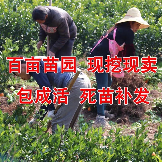洪江市冰糖柚苗  基地直销、安江 、保证品种纯正