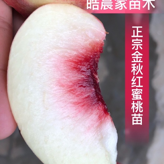 平邑县金秋红蜜桃苗  甜度达到20以上 基地直发 包邮