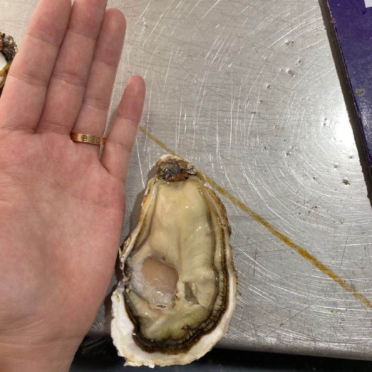 乳山市大连生蚝 海水 1-2两/只 2-3两/只 3-4两/只 4-5两/只 5-6两/只 6两以上/只   鲜活水产 