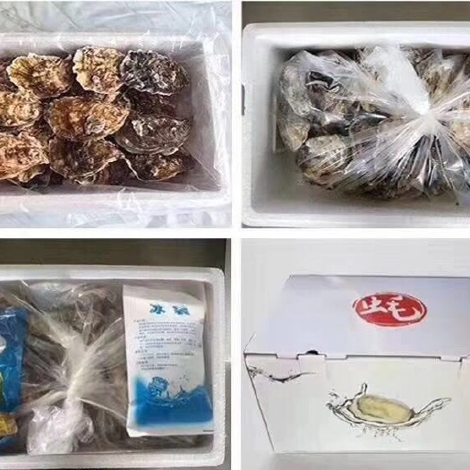 乳山市乳山牡蛎 5斤装精品生蚝