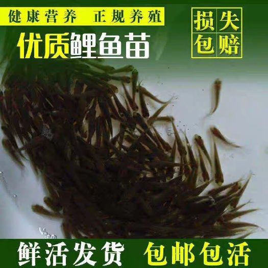 广州 鲤鱼苗 丰鲤鱼苗稻田鱼苗 禾花鲤鱼 淡水养殖 鱼苗批发