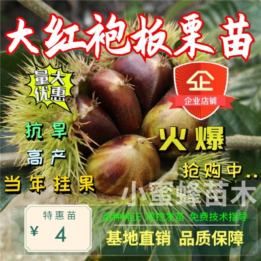 平邑县大红袍板栗苗，基地直销，品种齐全！保鲜发货，包品种假一赔十！