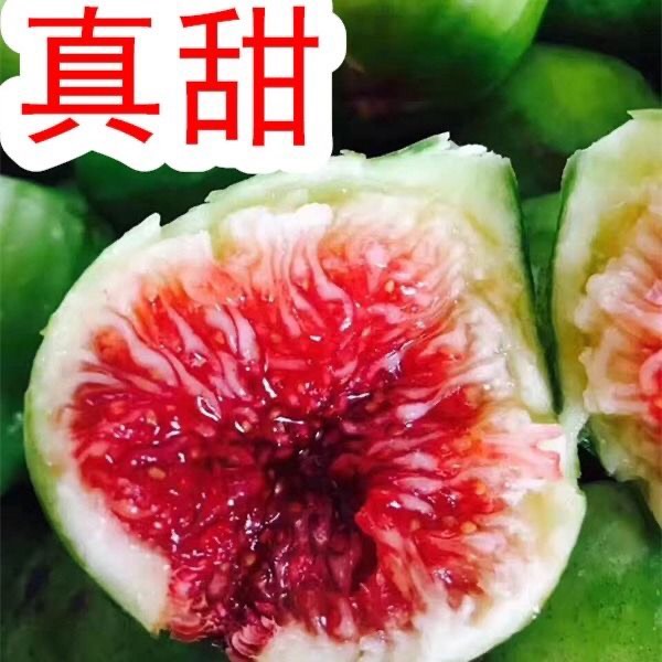 平邑县大青皮无花果树苗耐寒无花果苗盆栽地栽南方北方种植特大无花果苗