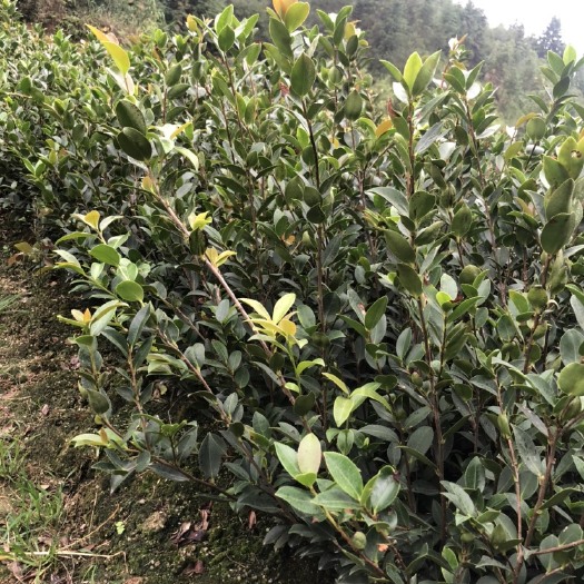 攸县油茶苗  湘林210，三华