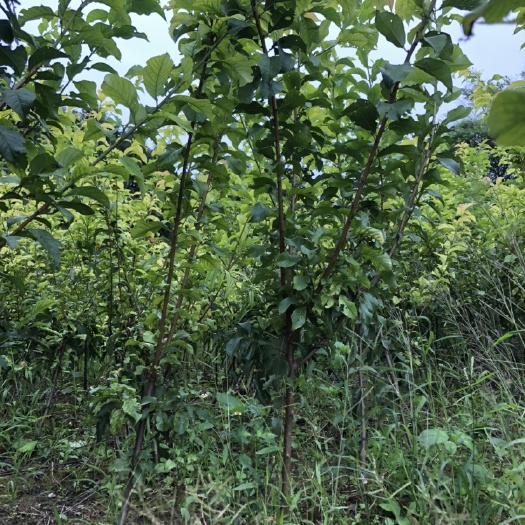 简阳市青李子苗 