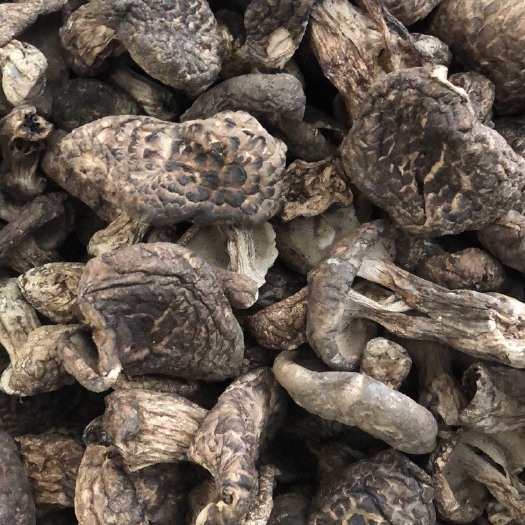 昆明黑虎掌菌，3到5公分小黑虎掌，熊耳菌
