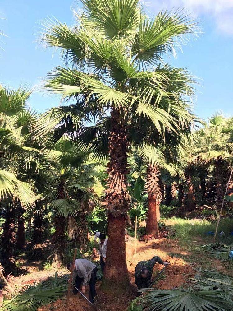 漳州精品老人葵 漳州老人葵主产区 棕榈树种植基地 直销批发 现货