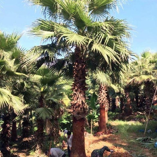 漳州精品老人葵 漳州老人葵主产区 棕榈树种植基地 直销批发 现货