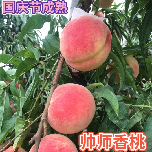 平邑县帅师香桃苗 产量高 果子大脆甜可口 国庆节成熟 南北方可种植