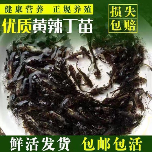 广州基地直销 黄骨鱼苗 黄辣丁 黄颡鱼苗 杂交黄骨鱼苗批发