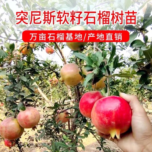 平邑县突尼斯软籽石榴树苗  石榴树苗突尼斯软籽石榴苗盆栽地栽