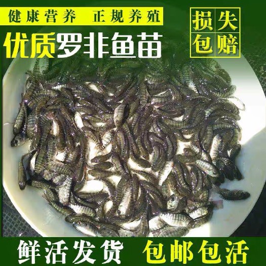 广州特大种罗非鱼苗 新吉富罗非鱼苗 全雄性罗非鱼苗 批发