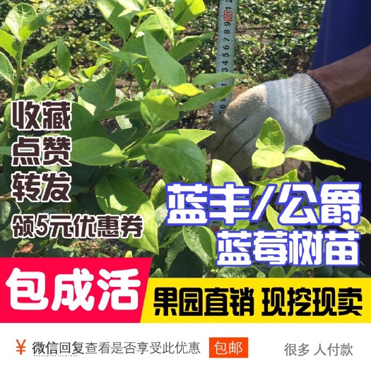 辽阳县公爵蓝莓苗 5-6年生公爵、蓝丰树苗，100公分以上，难得好品种。