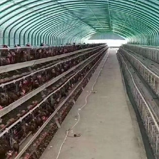 天津 温室大棚，养殖、种植大棚。包塑钢管。