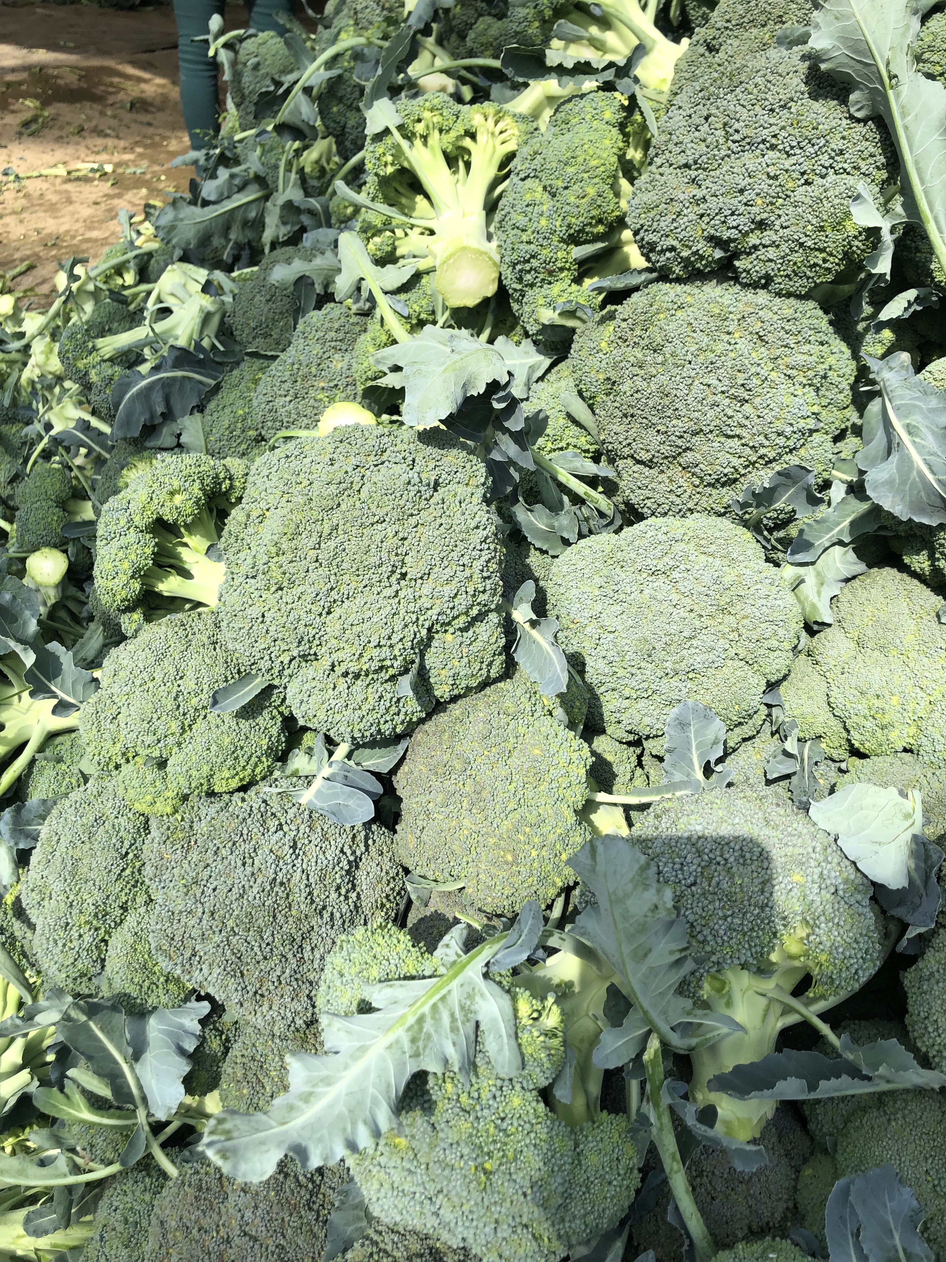 供应大厅 蔬菜 西兰花商品属性 品种名:优秀西兰花 产地:河南省南阳