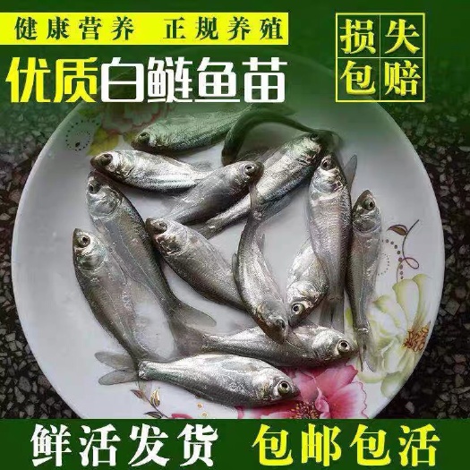 广州 鲢鱼白鲢鱼苗 淡水鱼苗 养殖基地直供 白鲢水花 批发