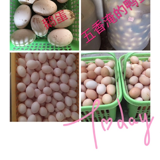 如东县草鸡蛋 食用 散装