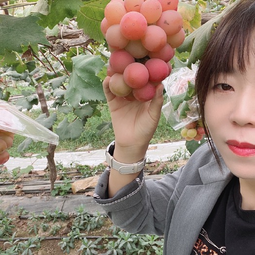 泾阳县蓝宝石葡萄苗  妮娜皇后，阳光玫瑰种苗