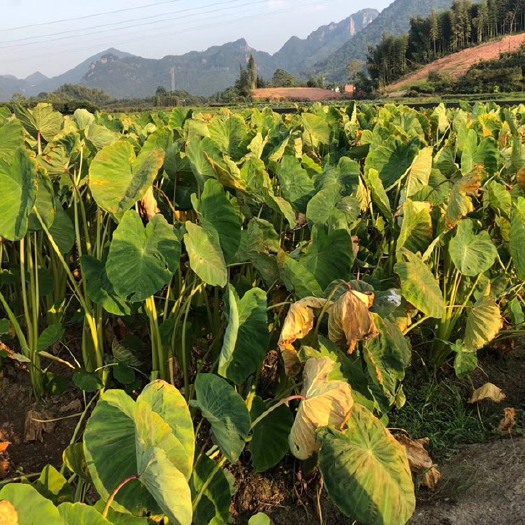 武义县毛芋头 自己种植的毛芋约1万斤左右