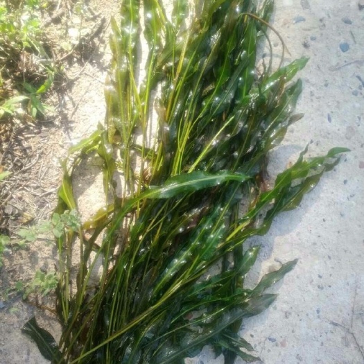  物美价廉的马来眼子菜，净化水质