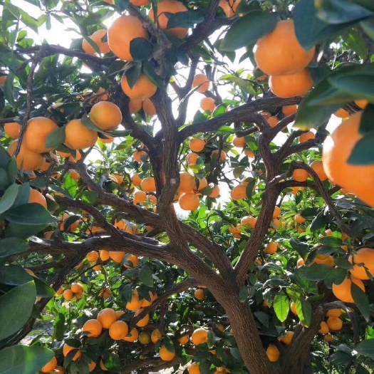临海市黄岩蜜桔 蜜橘